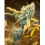 Семена конопли Northern Lights Feminised Gold от Error Seeds - Smartshop-smartshop.ua®