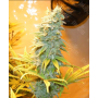 Семена конопли Northern Lights Feminised Gold от Error Seeds - Smartshop-smartshop.ua®