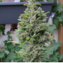 Семена конопли Northern Lights Feminised Gold от Error Seeds - Smartshop-smartshop.ua®
