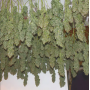 Семена конопли Power Plant Feminised Gold от Error Seeds - Smartshop-smartshop.ua®