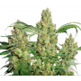 Семена конопли Power Plant Feminised Gold от Error Seeds - Smartshop-smartshop.ua®