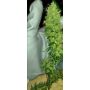 Семена конопли Power Plant Feminised Gold от Error Seeds - Smartshop-smartshop.ua®