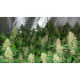 Семена конопли Power Plant Feminised Gold от Error Seeds - Smartshop-smartshop.ua®