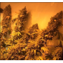 Семена конопли White Widow Feminised Gold от Error Seeds - Smartshop-smartshop.ua®