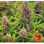 Семена конопли Wedding Cake Feminised Gold от Error Seeds - Smartshop-smartshop.ua®