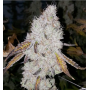 Семена конопли Wedding Cake Feminised Gold от Error Seeds - Smartshop-smartshop.ua®