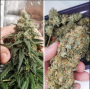 Семена конопли Auto Amnesia от Divine Seeds - Smartshop-smartshop.ua®