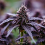 Семена конопли Auto Black Opium от Divine Seeds - Smartshop-smartshop.ua®