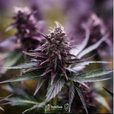 Auto Black Opium