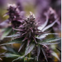 Семена конопли Auto Black Opium от Divine Seeds - Smartshop-smartshop.ua®