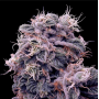 Семена конопли Auto Blue Cheese от Divine Seeds - Smartshop-smartshop.ua®