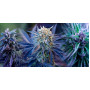 Семена конопли Auto Blueberry от Divine Seeds - Smartshop-smartshop.ua®