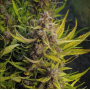 Семена конопли Auto Deadryder от Divine Seeds - Smartshop-smartshop.ua®