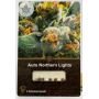 Семена конопли Auto Northern Lights от Divine Seeds - Smartshop-smartshop.ua®