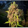 Семена конопли Auto Pablo Escobar от Divine Seeds - Smartshop-smartshop.ua®
