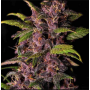 Семена конопли Auto Purple Opium от Divine Seeds - Smartshop-smartshop.ua®