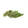 Семена конопли Auto CBD Monster от Divine Seeds - Smartshop-smartshop.ua®