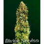 Cannabis seeds AK-47 XL from Divine Seeds at Smartshop-smartshop.ua®