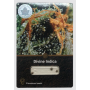 Семена конопли Divine Indica от Divine Seeds - Smartshop-smartshop.ua®