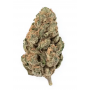 Насіння конопель White Widow від Divine Seeds - Smartshop-smartshop.ua®