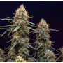 Семена конопли Auto Double Knockout от Marley Seedbank - Smartshop-smartshop.ua®