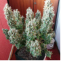 Семена конопли Auto Gagarin Fast от Marley Seedbank - Smartshop-smartshop.ua®