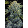 Семена конопли Auto Gorilla #5 от Marley Seedbank - Smartshop-smartshop.ua®