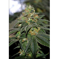 Auto Green Crack