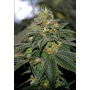 Семена конопли Auto Green Crack от Marley Seedbank - Smartshop-smartshop.ua®