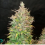 Семена конопли Auto Lemon Zkittlez от Marley Seedbank - Smartshop-smartshop.ua®