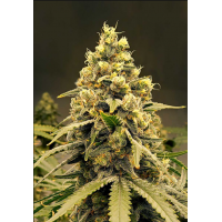 Auto Pineapple Express
