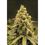Семена конопли Auto Pineapple Express от Marley Seedbank - Smartshop-smartshop.ua®