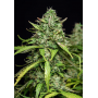 Семена конопли Auto Satori от Marley Seedbank - Smartshop-smartshop.ua®