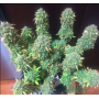 Семена конопли Auto Satori от Marley Seedbank - Smartshop-smartshop.ua®