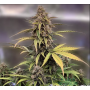 Семена конопли Auto Satori от Marley Seedbank - Smartshop-smartshop.ua®