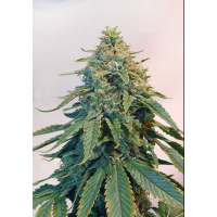 Auto Tangie