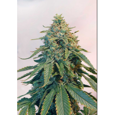 Auto Tangie