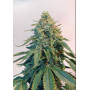 Семена конопли Auto Tangie от Marley Seedbank - Smartshop-smartshop.ua®
