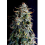Семена конопли Gagarin от Marley Seedbank - Smartshop-smartshop.ua®