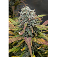 Green Gelato