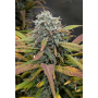 Семена конопли Green Gelato от Marley Seedbank - Smartshop-smartshop.ua®