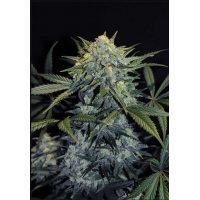 Gorilla #5