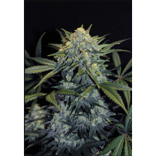 Gorilla #5