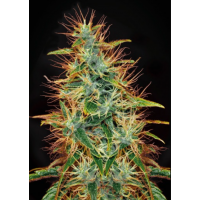 Jamaica Sativa