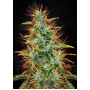 Семена конопли Jamaica Sativa от Marley Seedbank - Smartshop-smartshop.ua®