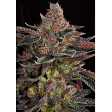 Out Of Space Feminized