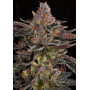 Семена конопли Out Of Space Feminized от Marley Seedbank - Smartshop-smartshop.ua®