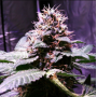 Семена конопли Out Of Space Feminized от Marley Seedbank - Smartshop-smartshop.ua®