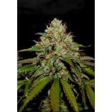 Tangie