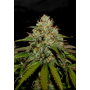Семена конопли Tangie от Marley Seedbank - Smartshop-smartshop.ua®